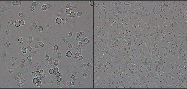 막걸리로부터 유래된 효모, 유산균 분리