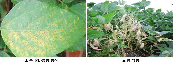 [농촌진흥청] 장마가 끝난 뒤 콩 생육 관리법은?